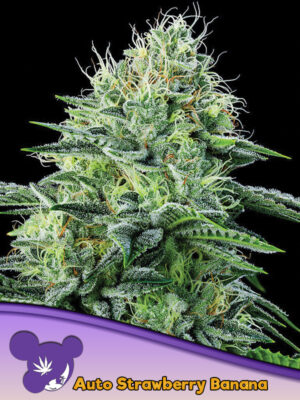 Auto Strawberry Banana Cannabis Samen | Leaf and Soul