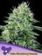 Auto Strawberry Banana
