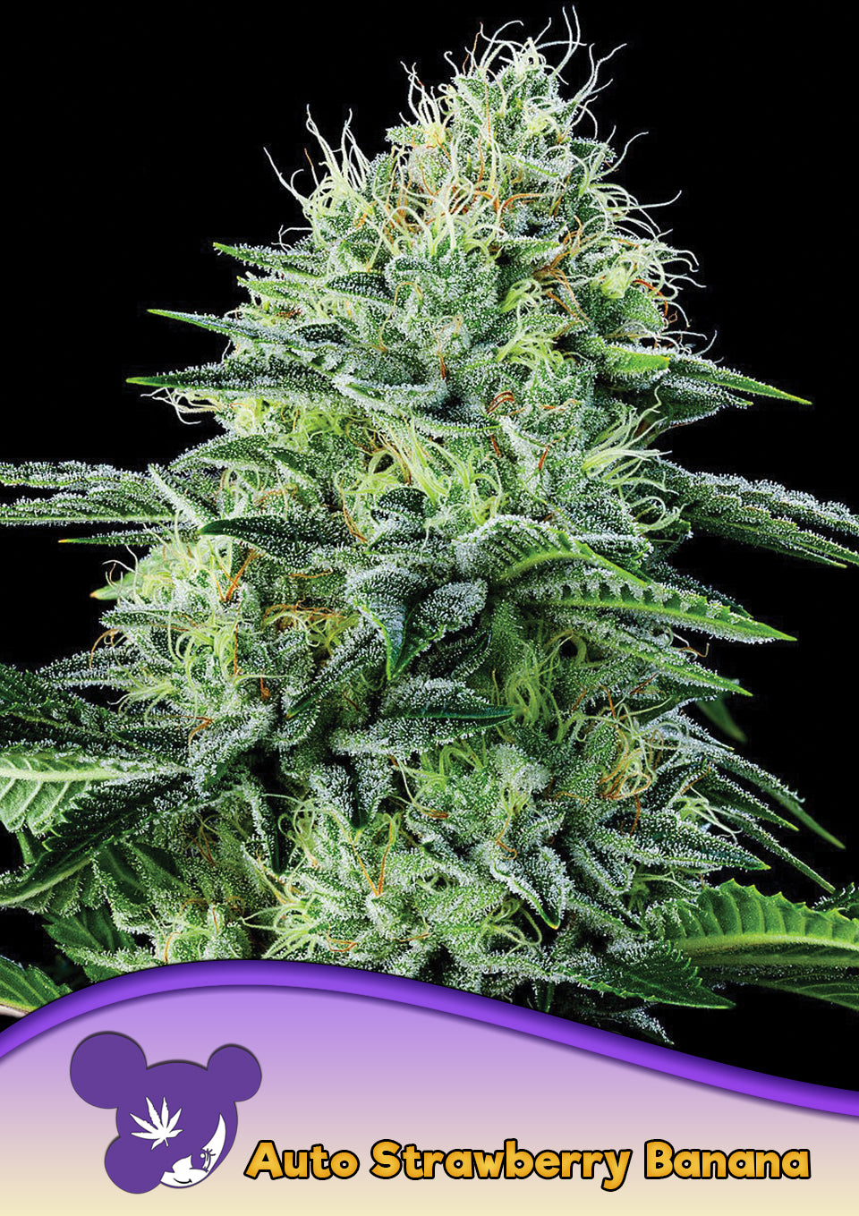 Auto Strawberry Banana - Bild 2 von 3