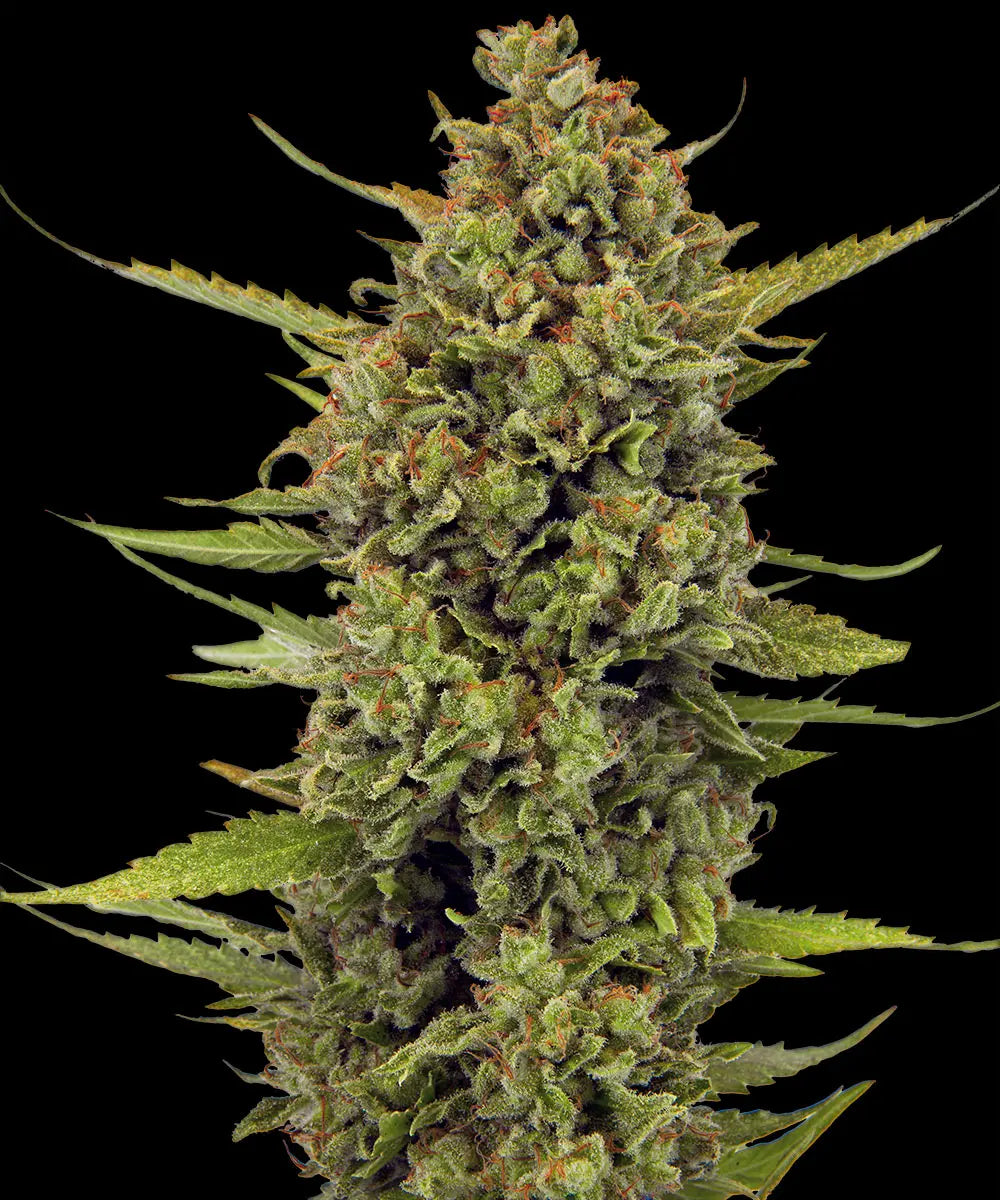Acapulco Gold Strain Cannabis Samen | Leaf and Soul
