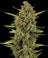 Acapulco Gold