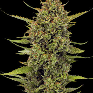 Acapulco Gold