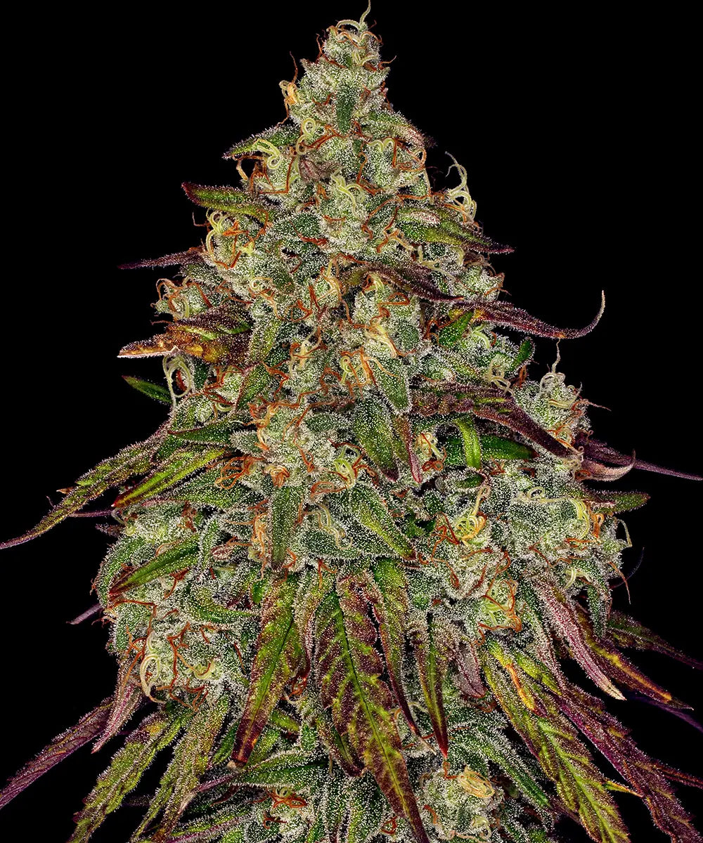 Amnesia Lemon Strain Cannabis Samen | Leaf and Soul