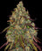 Amnesia Lemon