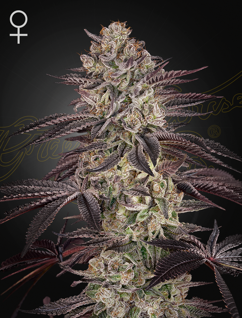 Biscotti Autoflowering - Greenhouse Seeds Samen