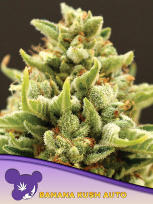 Banana Kush Auto Cannabis Samen | Leaf and Soul