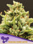 Banana Kush Auto