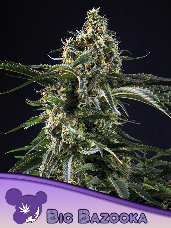 Big Bazooka Cannabis Samen | Leaf and Soul