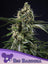 Big Bazooka Auto