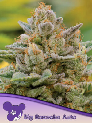 Big Bazooka Auto Cannabis Samen | Leaf and Soul