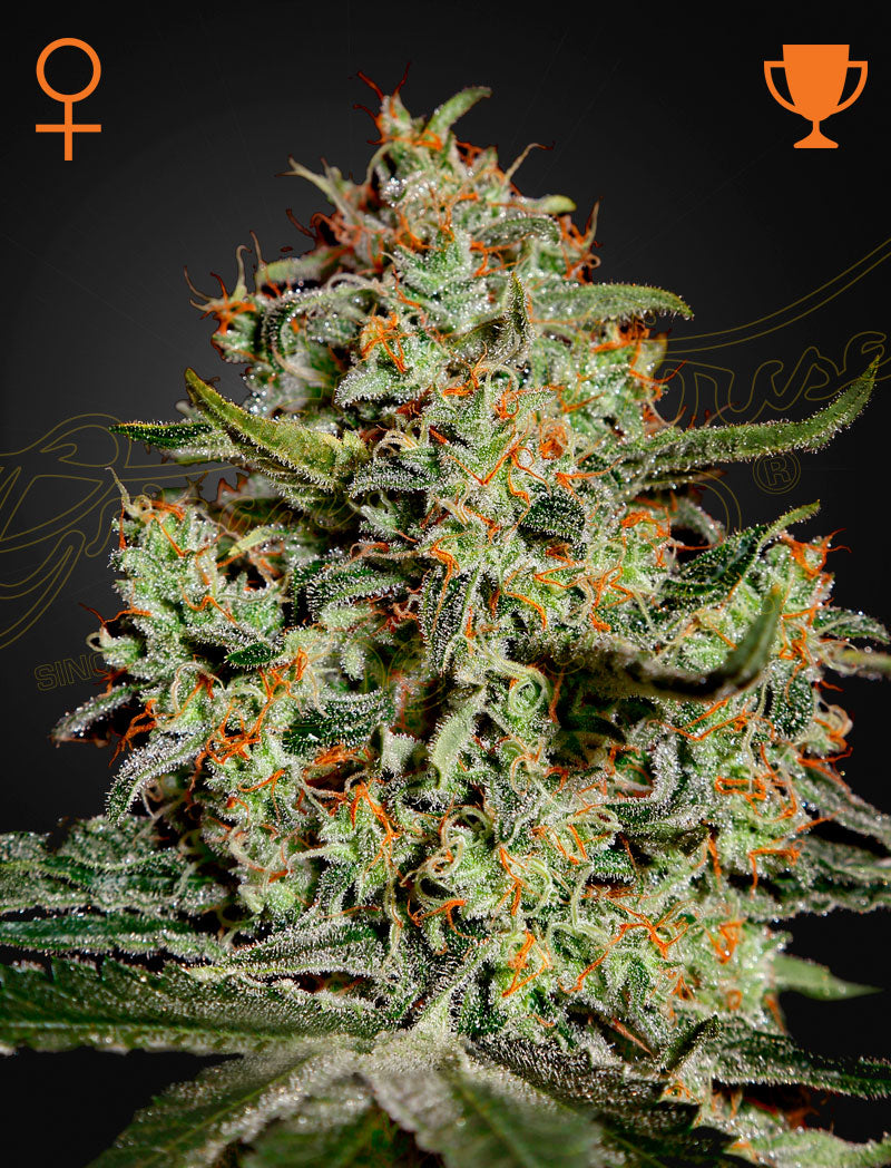 Big Bang (Feminised) - Greenhouse Seeds Samen