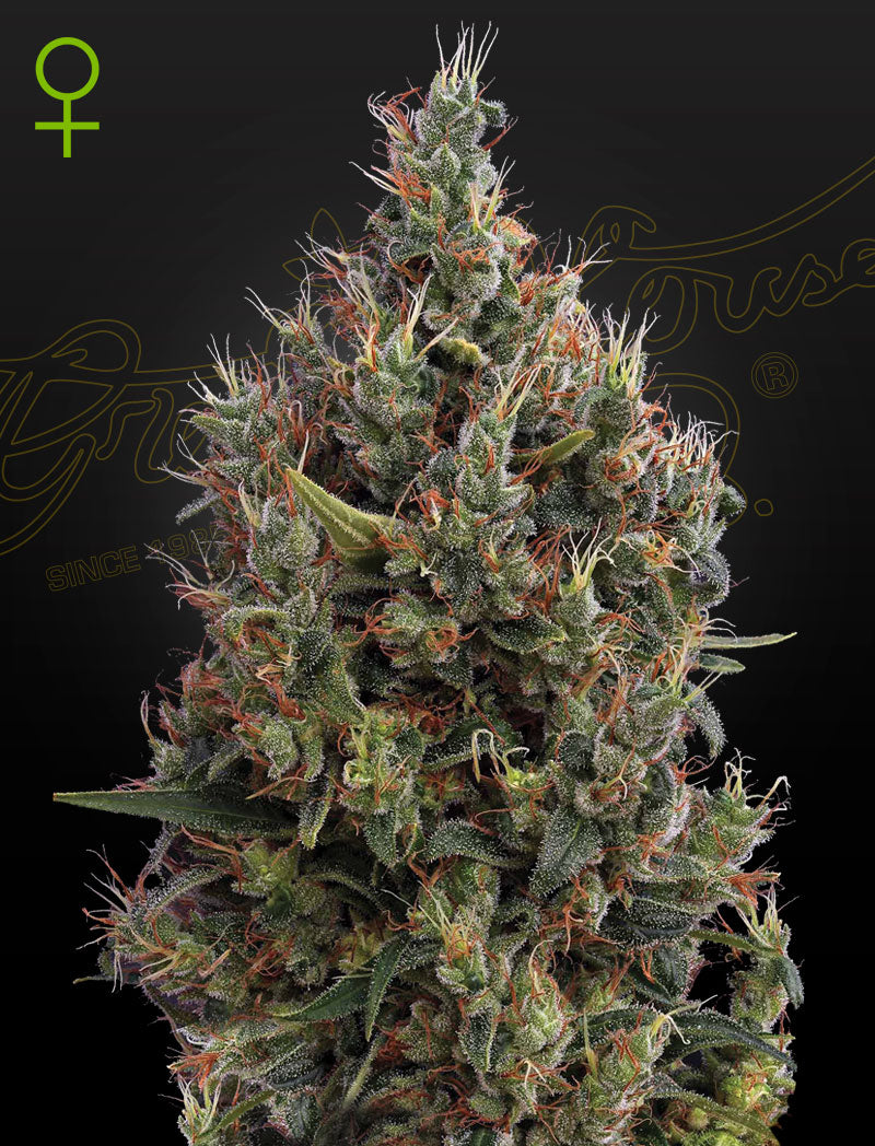 Big Bang Auto (Feminised) - Greenhouse Seeds Samen
