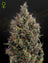 Big Bang Auto (Feminisiert)