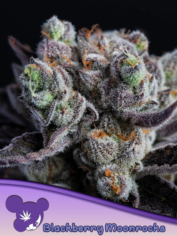 Blackberry Moonrocks® Cannabis Samen | Leaf and Soul