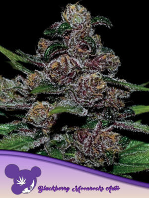 Auto Blackberry Moonrocks® Cannabis Samen | Leaf and Soul