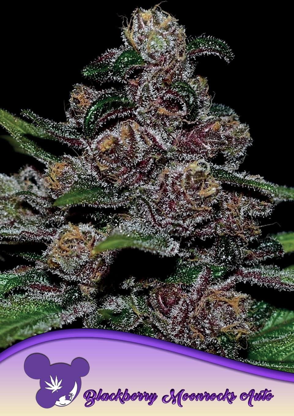 Blackberry Moonrocks® - Bild 2 von 3