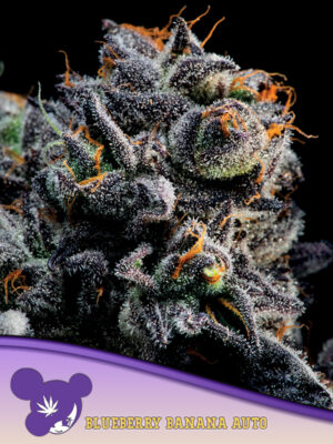 Auto Blueberry Banana Cannabis Samen | Leaf and Soul