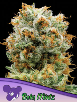 Bola Mintz® Cannabis Samen | Leaf and Soul