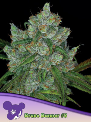 Bruce Banner #3 Cannabis Samen | Leaf and Soul