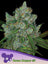 Bruce Banner