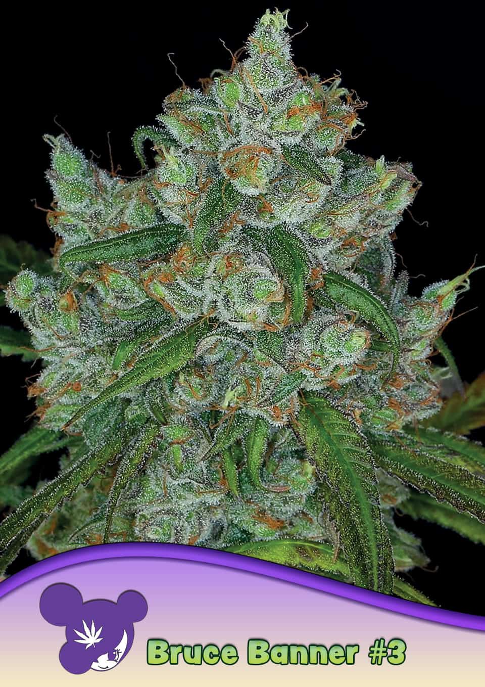 Bruce Banner #3 - Bild 2 von 3