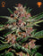 Bubba Kush (Feminisiert)