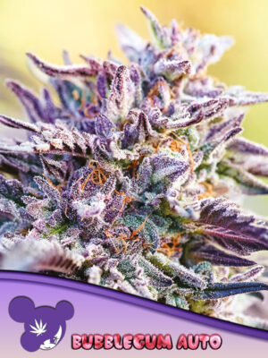 Auto BubbleGum Cannabis Samen | Leaf and Soul