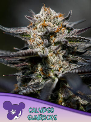 Calypso Sunrocks Cannabis Samen | Leaf and Soul