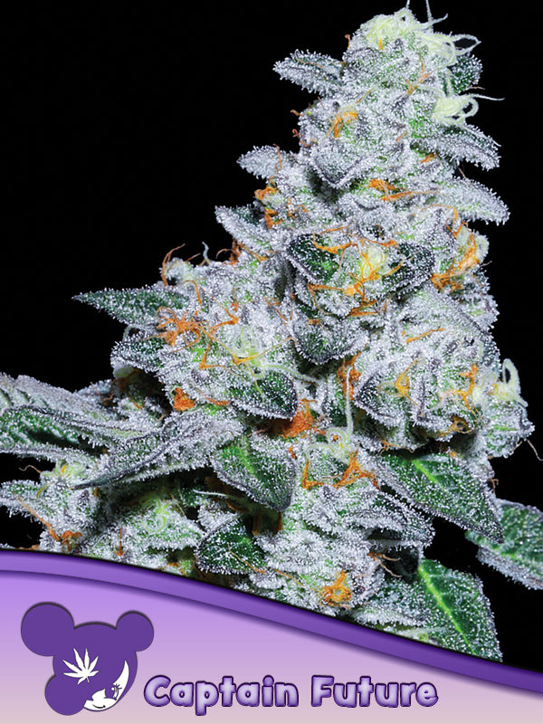 Captain Future Cannabis Samen | Leaf and Soul