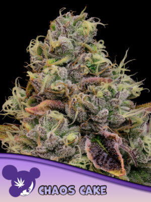 Chaos Cake Auto