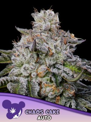 Chaos Cake Auto Cannabis Samen | Leaf and Soul
