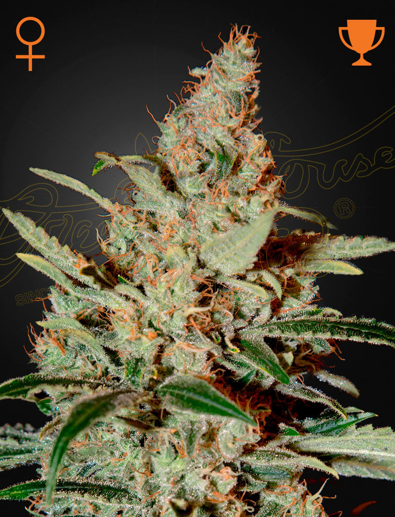 Chemdog (Feminised) - Greenhouse Seeds Samen
