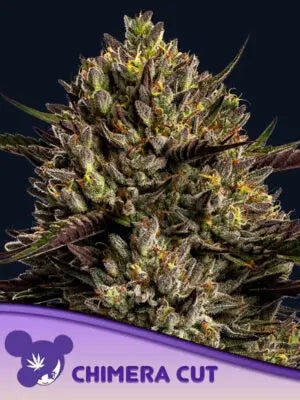 Chimera Cut Cannabis Samen | Leaf and Soul
