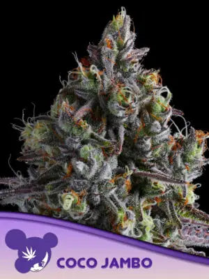 Coco Jambo Cannabis Samen | Leaf and Soul