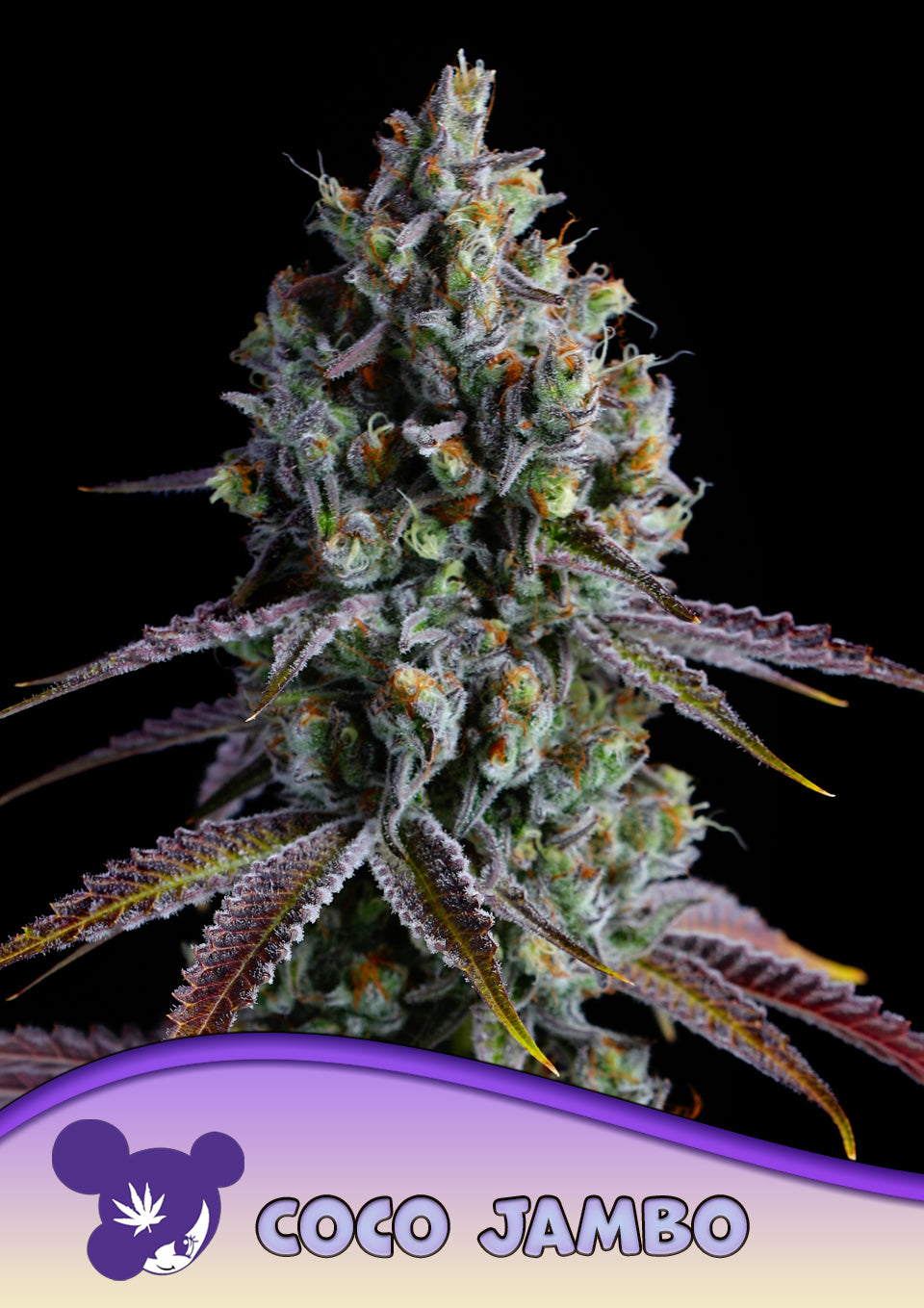 Coco Jambo - Bild 2 von 3