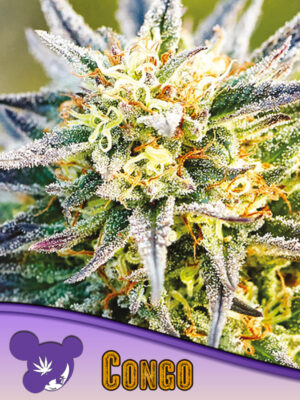 Congo Cannabis Samen | Leaf and Soul