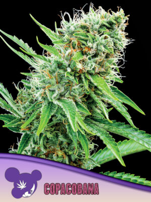 Copacobana Cannabis Samen | Leaf and Soul