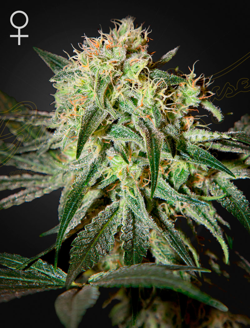 Damn Sour (Feminised) - Greenhouse Seeds Samen