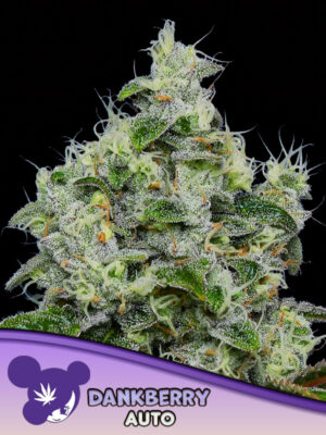 Dankberry Auto Cannabis Samen | Leaf and Soul
