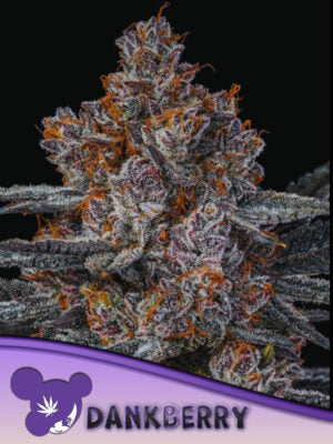Dankberry Cannabis Samen | Leaf and Soul