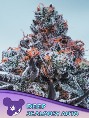 Deep Jealousy Auto Cannabis Samen | Leaf and Soul