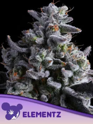 Elementz Cannabis Samen | Leaf and Soul