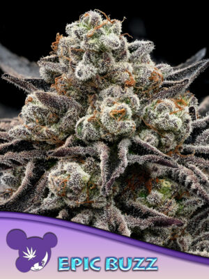 EPIC BUZZ® - Bild 1 von 3