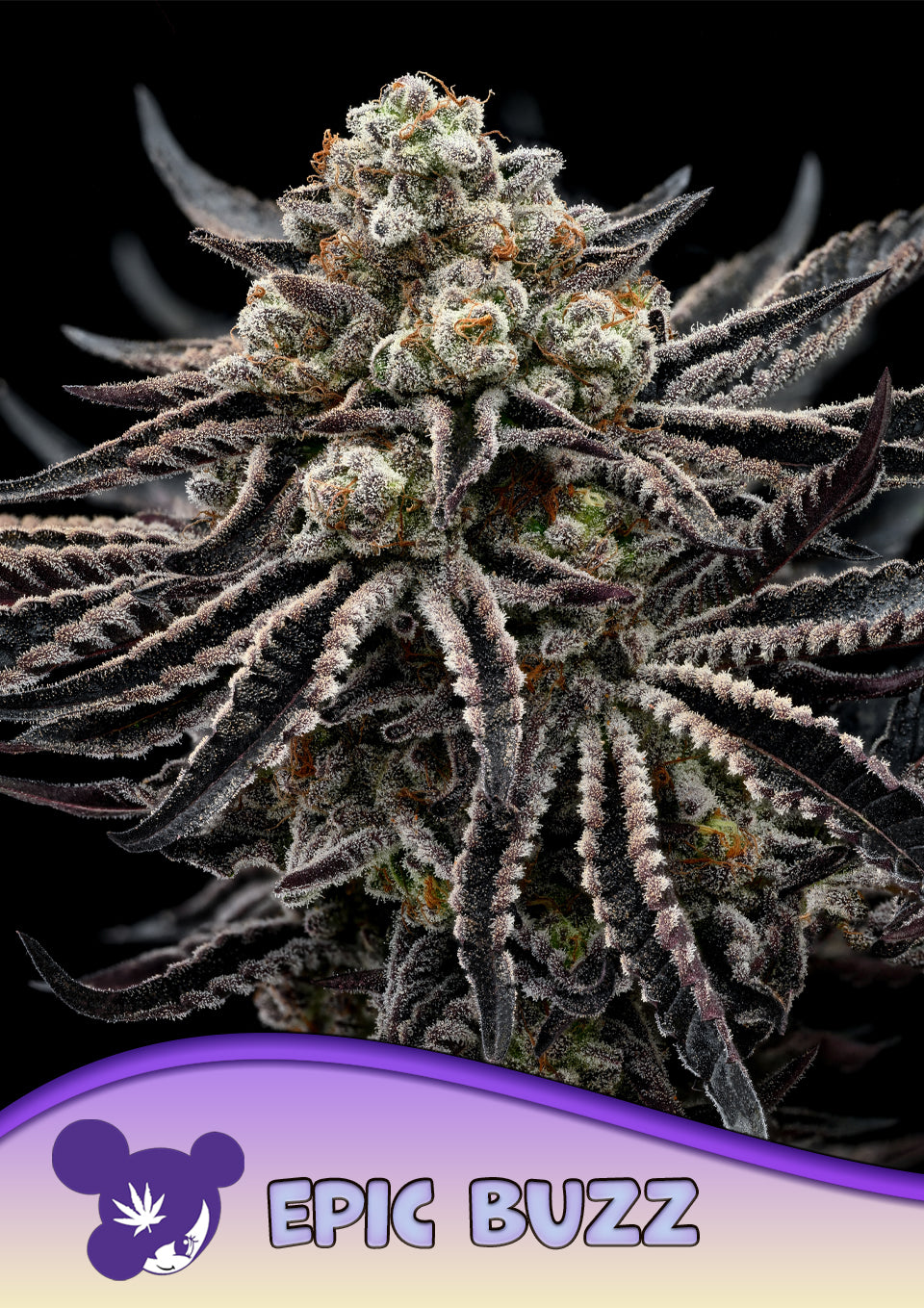 EPIC BUZZ® - Bild 2 von 3