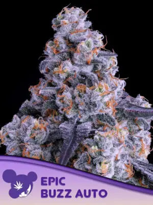Epic Buzz Auto Cannabis Samen | Leaf and Soul