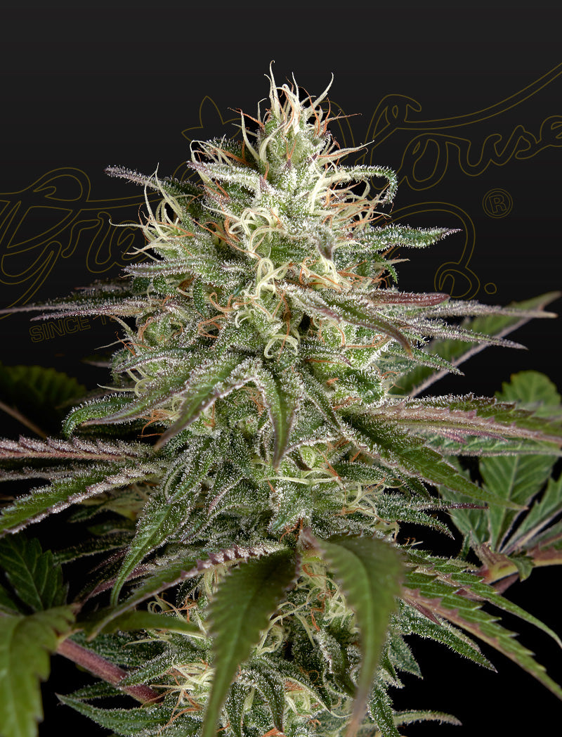 Exodus Cheese x Clementine - Greenhouse Seeds Samen