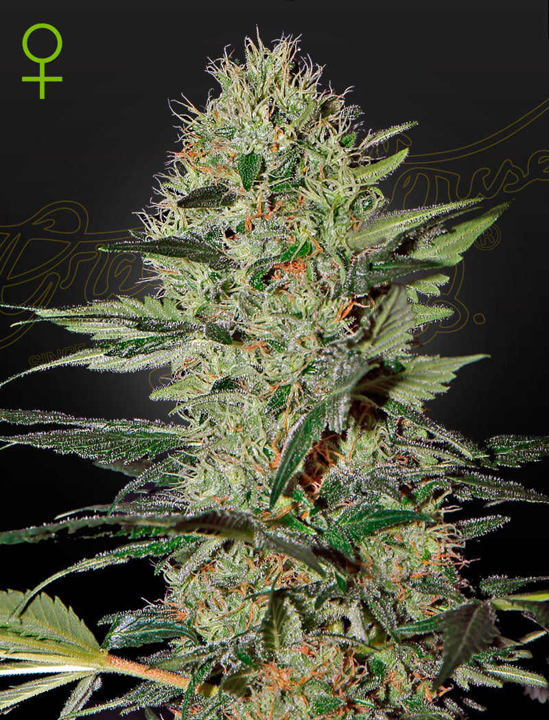Exodus Cheese Auto (Feminised) - Greenhouse Seeds Samen
