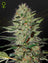 Exodus Cheese Auto (Feminisiert)