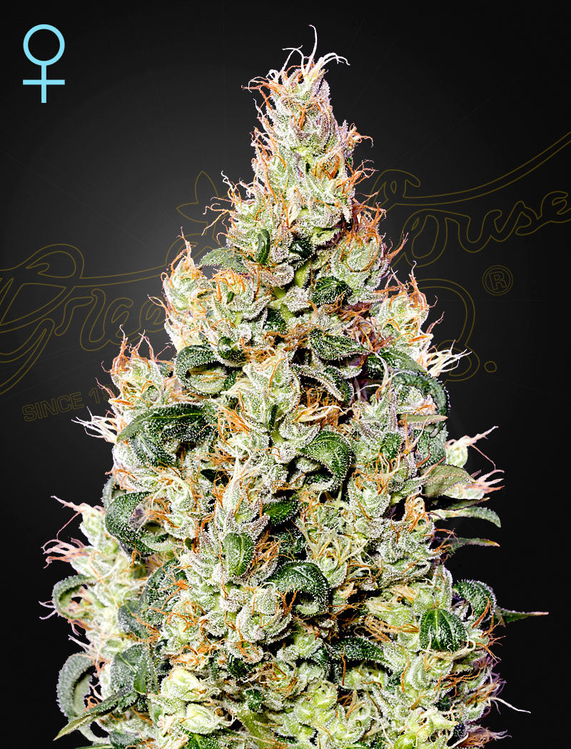 Exodus Cheese Auto CBD (Feminised) - Greenhouse Seeds Samen
