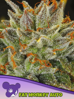 Fat Monkey Auto Cannabis Samen | Leaf and Soul